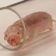 Illustration for article titled Scientists have figured out why naked mole rats don’t get cancer